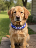 Epic Padded Leather Dog Collar with Beaded Design G