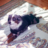 Redline Dog Wrap- Small