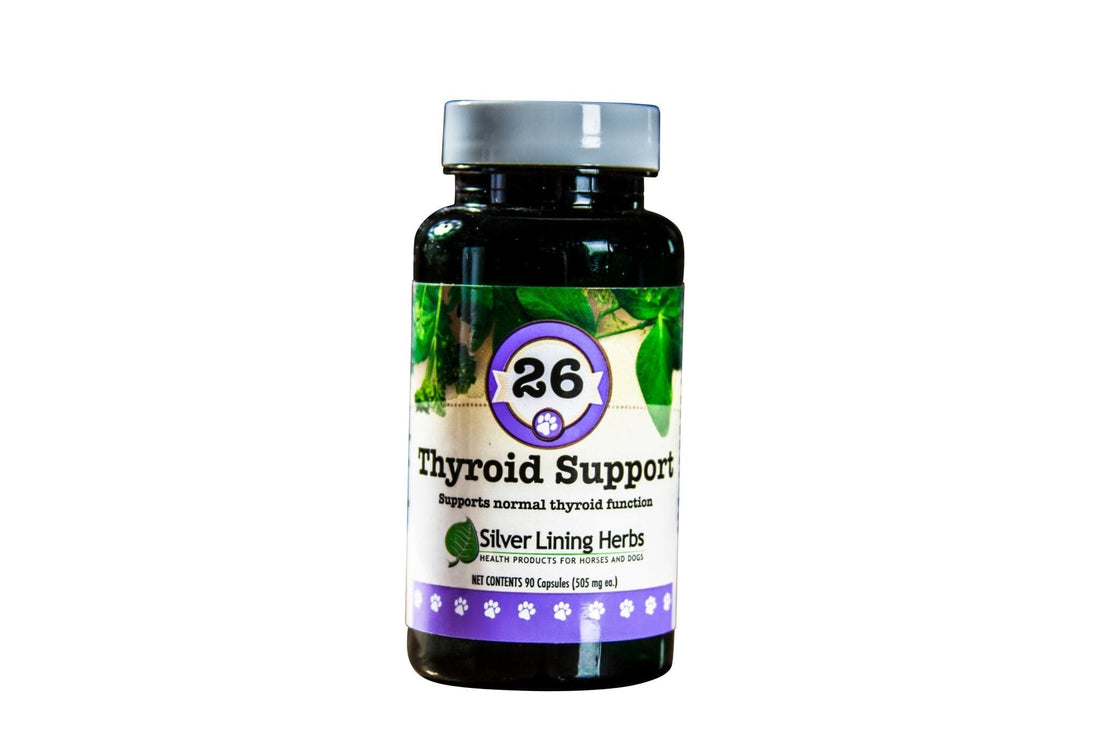 Thyroid Support for Canines